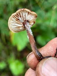 Attēlu rezultāti vaicājumam “Collybia acervata”