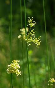 Attēlu rezultāti vaicājumam “Juncus effusus fruit”