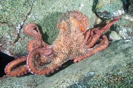 Image result for Enteroctopus dofleini