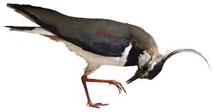 Attēlu rezultāti vaicājumam “Vanellus vanellus”