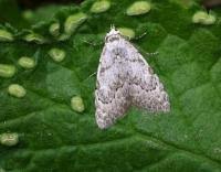 Attēlu rezultāti vaicājumam “Nola confusalis”