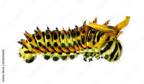 Attēlu rezultāti vaicājumam “Papilio machaon larva”