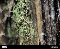 Attēlu rezultāti vaicājumam “Chaenotheca furfuracea”