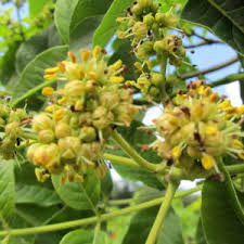 Attēlu rezultāti vaicājumam “Phellodendron amurense flower”