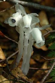 Image result for ギンリョウソウ