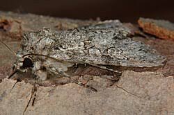 Attēlu rezultāti vaicājumam “Polia nebulosa”