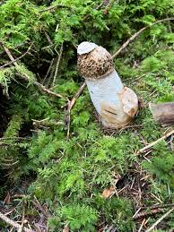 Attēlu rezultāti vaicājumam “Cinereomyces lindbladii”