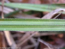 Attēlu rezultāti vaicājumam “Carex pilosa leaf”