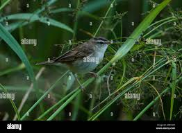 Attēlu rezultāti vaicājumam “Acrocephalus schoenobaenus”