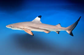 Image result for Carcharhinus melanopterus