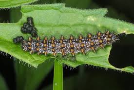 Attēlu rezultāti vaicājumam “Melitaea diamina underside”