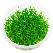 Attēlu rezultāti vaicājumam “Licea minima macro”