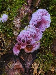 Attēlu rezultāti vaicājumam “Lycogala persicum macro”