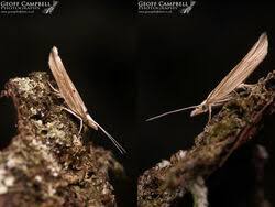 Attēlu rezultāti vaicājumam “Ypsolophidae”