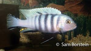 Risultati immagini per cynotilapia pulpican