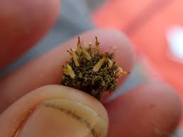 Attēlu rezultāti vaicājumam “Encalypta”