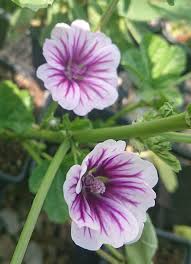 Image result for Malva sylvestris var. mauritiana