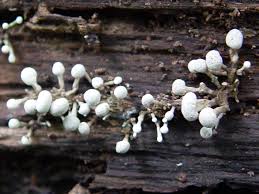 Attēlu rezultāti vaicājumam “Phleogena faginea”