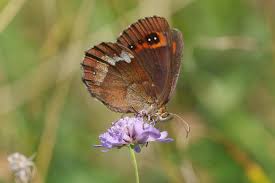 Attēlu rezultāti vaicājumam “Erebia aethiops upperside”