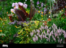 Attēlu rezultāti vaicājumam “Veronica longifolia leaf”