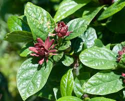 Attēlu rezultāti vaicājumam “Calycanthus floridus”