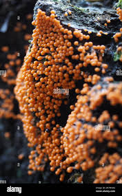 Attēlu rezultāti vaicājumam “Hemitrichia decipiens young”