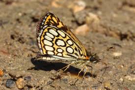 Attēlu rezultāti vaicājumam “Heteropterus morpheus underside”