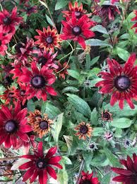 Attēlu rezultāti vaicājumam “Rudbeckia hirta var. hirta”