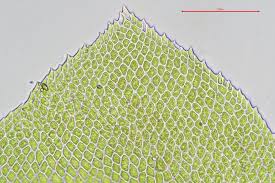 Attēlu rezultāti vaicājumam “Homalia trichomanoides”
