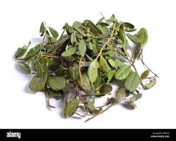 Attēlu rezultāti vaicājumam “Vaccinium vitis-idaea leaf”