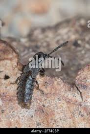 Attēlu rezultāti vaicājumam “Phosphaenus hemipterus male”