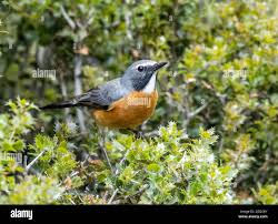 Image result for Irania gutturalis