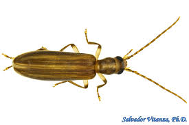 Attēlu rezultāti vaicājumam “Oedemeridae”