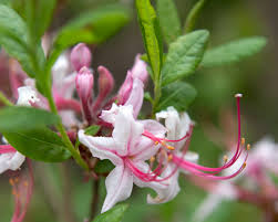 Attēlu rezultāti vaicājumam “Rhododendron periclymenoides flower”