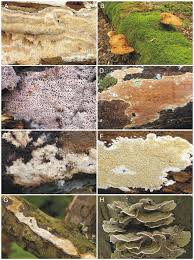Attēlu rezultāti vaicājumam “Anomoporia bombycina”