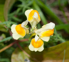 Image result for Linaria vulgaris