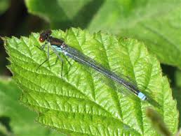 Attēlu rezultāti vaicājumam “Erythromma najas”