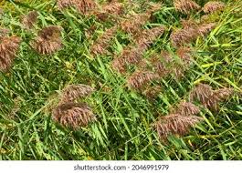 Attēlu rezultāti vaicājumam “Gramineae”