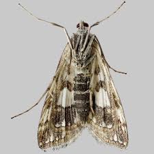 Attēlu rezultāti vaicājumam “Elophila nymphaeata”