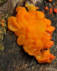 Attēlu rezultāti vaicājumam “Dacrymyces chrysospermus”