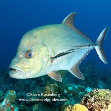 Image result for Caranx lugubris