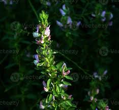Attēlu rezultāti vaicājumam “Ononis arvensis flower”