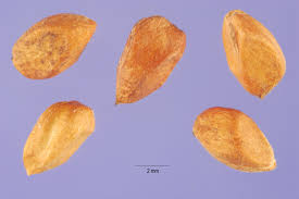 Attēlu rezultāti vaicājumam “Rosa majalis fruit”