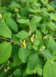 Attēlu rezultāti vaicājumam “Lonicera xylosteum bud”