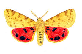 Attēlu rezultāti vaicājumam “Rhyparia purpurata”