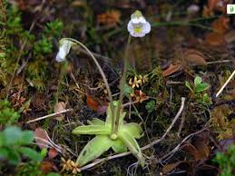 Attēlu rezultāti vaicājumam “Pinguicula alpina flower”