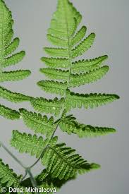 Attēlu rezultāti vaicājumam “Gymnocarpium robertianum”