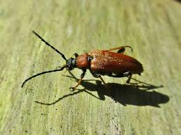 Attēlu rezultāti vaicājumam “Leptura rubra”