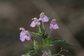 Image result for Galeopsis segetum