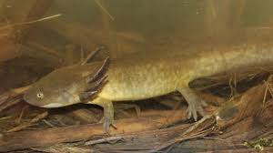 Attēlu rezultāti vaicājumam “Diderma tigrinum”